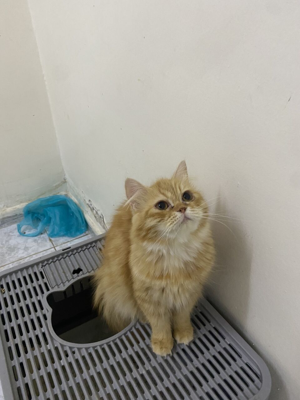 Jeddah, Pet Supplies, Free Cat Adoption 🐈❤️