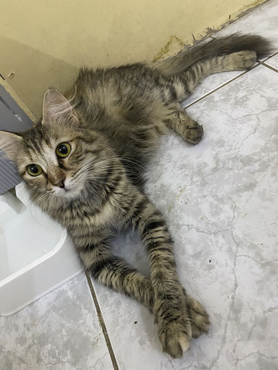 Jeddah, Pet Supplies, Free Cat Adoption 🐈❤️