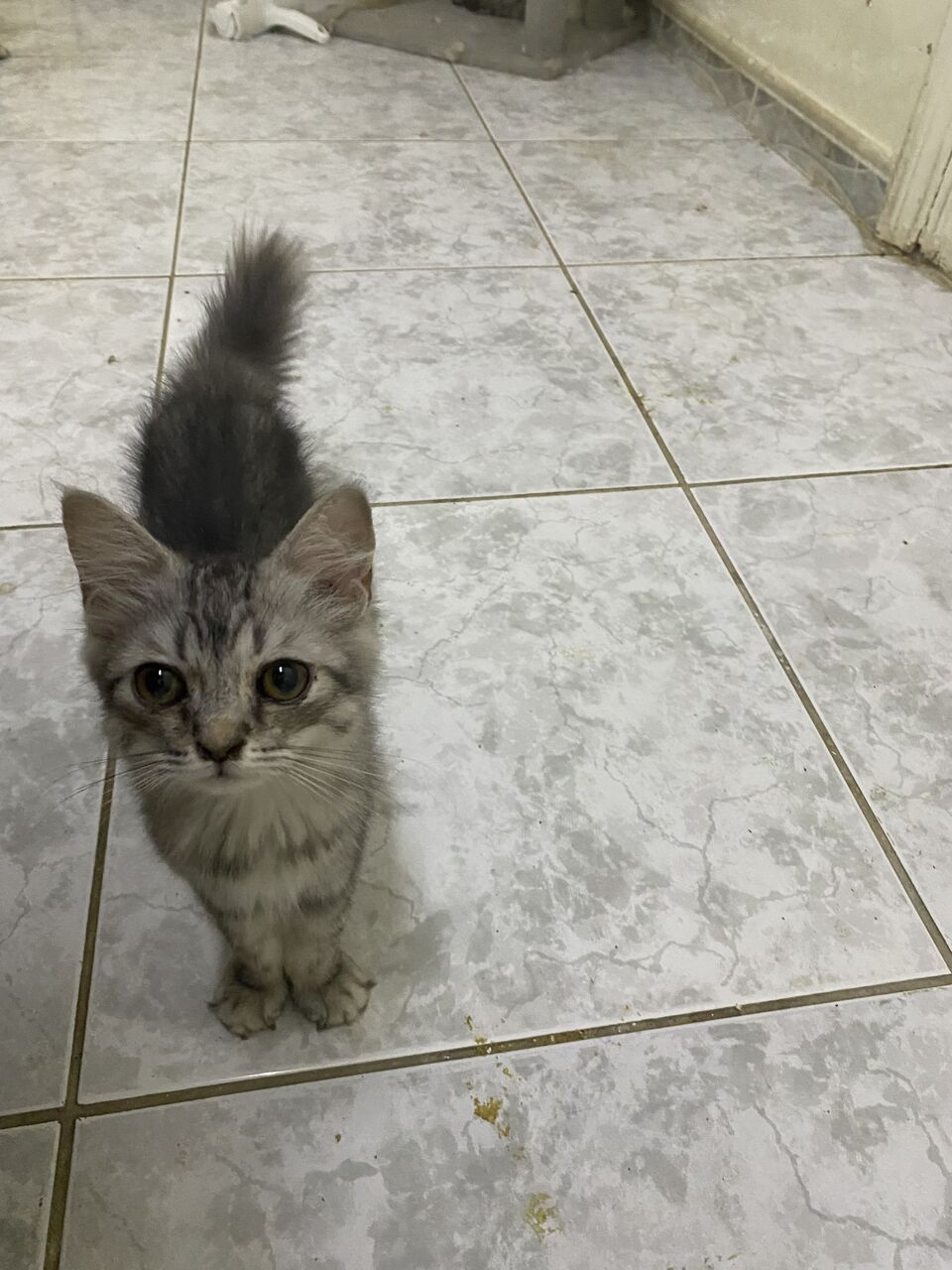 Jeddah, Pet Supplies, Free Cat Adoption 🐈❤️