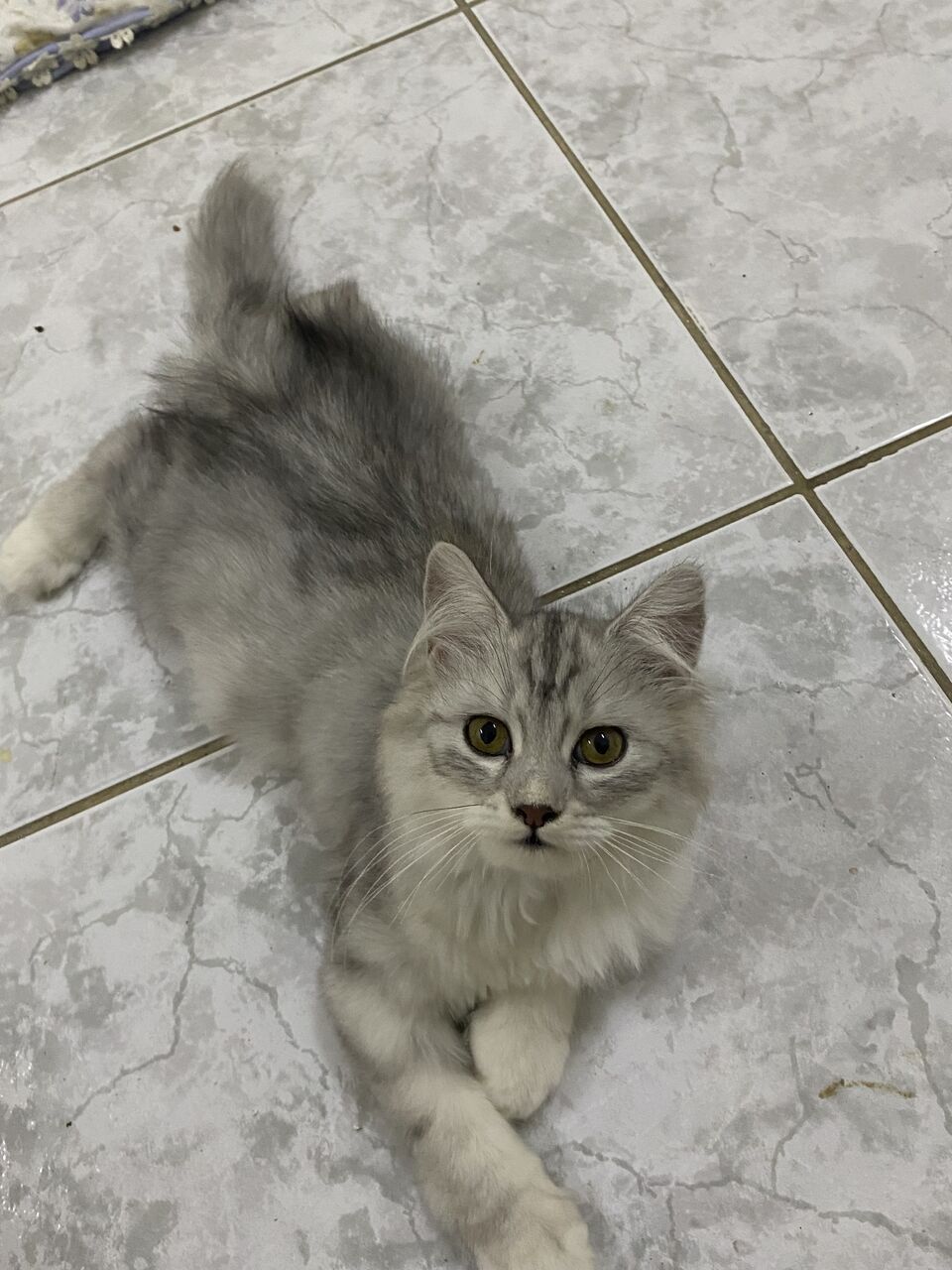 Jeddah, Pet Supplies, Free Cat Adoption 🐈❤️