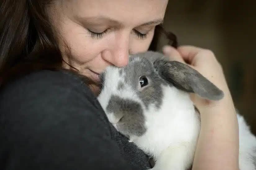Ottawa, Pet Sitting, Small Pet Sitting Services In Ottawa