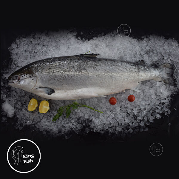Dubai, Food, AED 20,  Fresh Seafood Store Dubai | FishandGo
