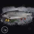 AED 20,  Fresh Seafood Store Dubai | FishandGo