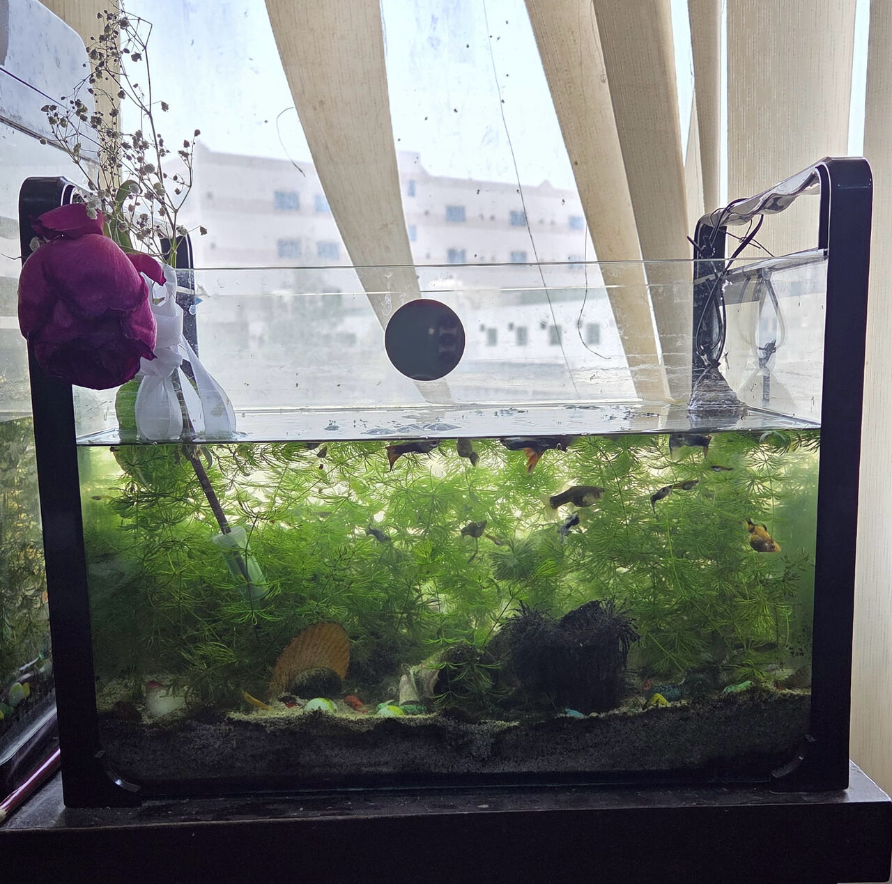 Jid Ali, Pet Supplies, BHD 22,  Acquarium