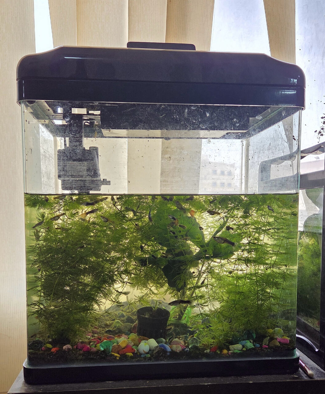 Jid Ali, Pet Supplies, BHD 22,  Acquarium