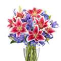 Lily Delivery | Gifts And Petals Petal Perfection