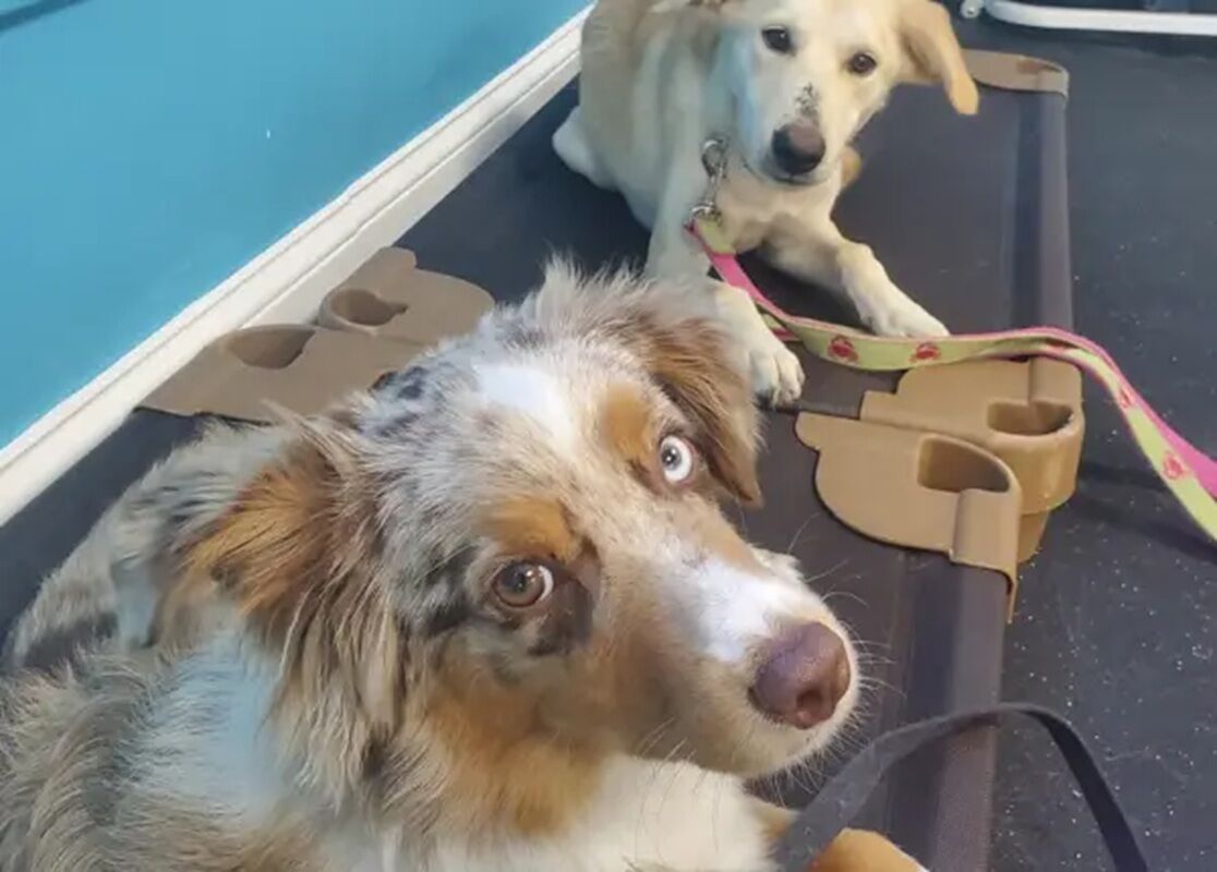 New York, Training, Board And Train For Aggressive Dogs
