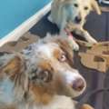 Board And Train For Aggressive Dogs