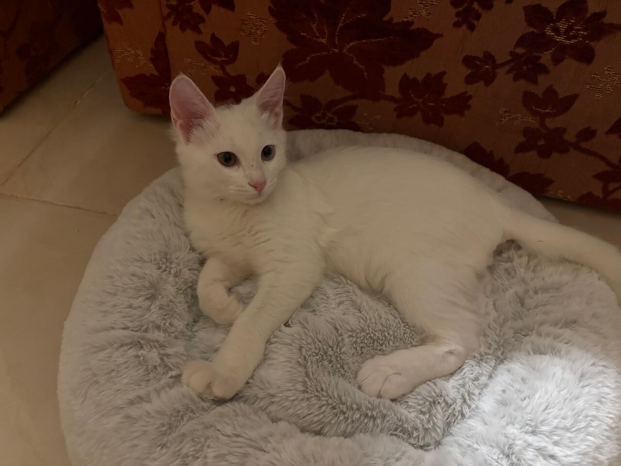 Al Malaz, Pet Adoption, Free Adoption - 4 Vaccinated & Neutered Sibling Kittens