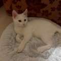 Free Adoption - 4 Vaccinated & Neutered Sibling Kittens