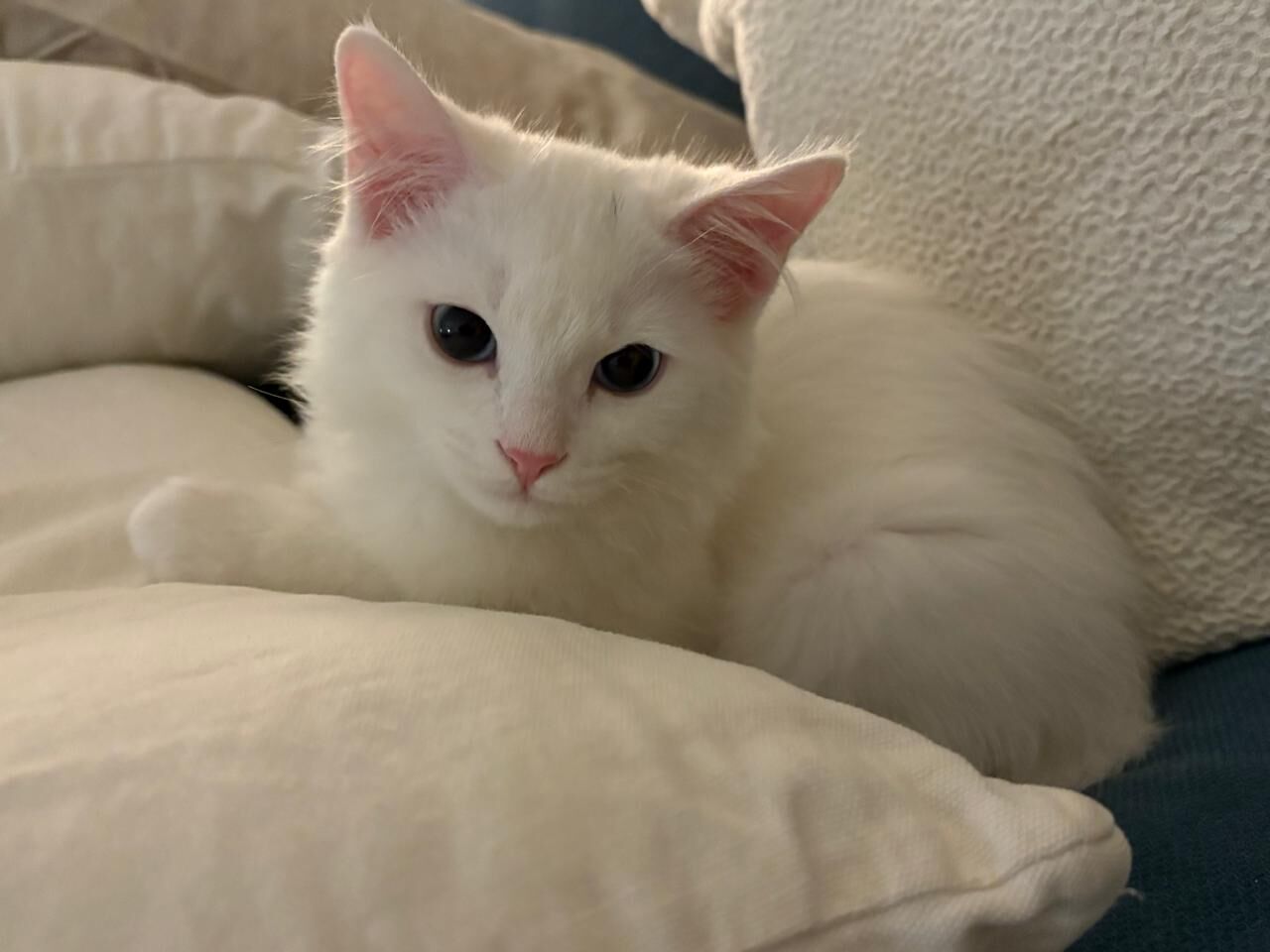 Al Malaz, Pet Adoption, Free Adoption - 4 Vaccinated & Neutered Sibling Kittens