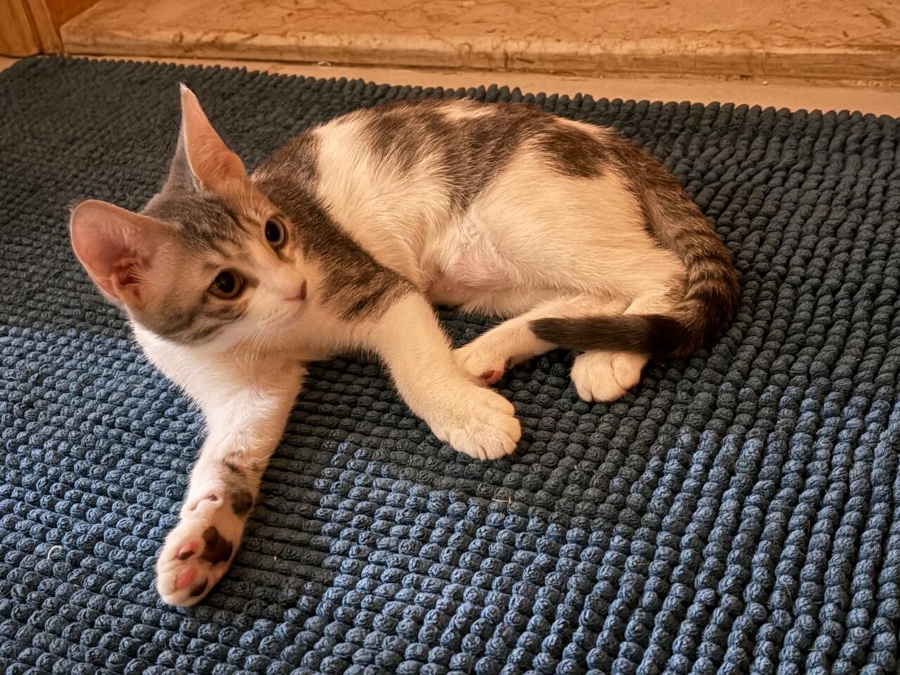 Al Malaz, Pet Adoption, Free Adoption - 4 Vaccinated & Neutered Sibling Kittens