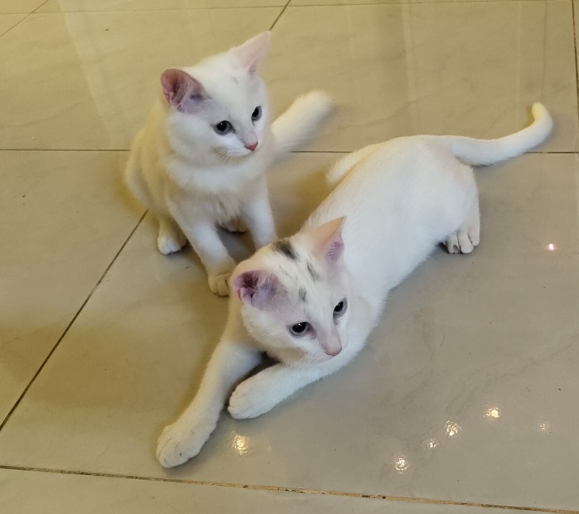 Al Malaz, Pet Adoption, Free Adoption - 4 Vaccinated & Neutered Sibling Kittens
