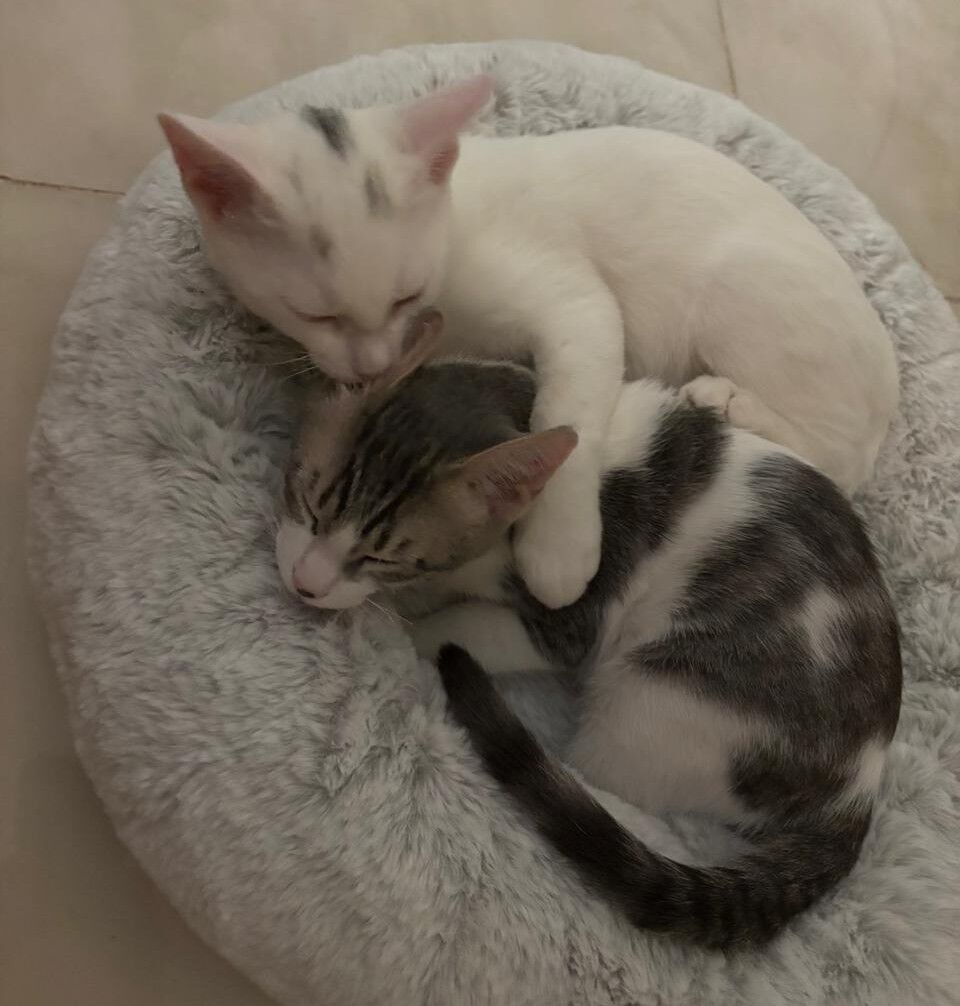 Al Malaz, Pet Adoption, Free Adoption - 4 Vaccinated & Neutered Sibling Kittens