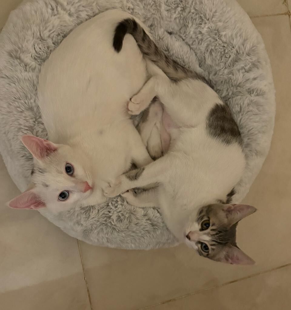 Al Malaz, Pet Adoption, Free Adoption - 4 Vaccinated & Neutered Sibling Kittens