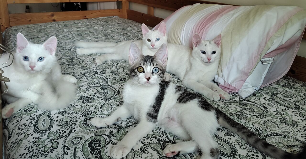 Al Malaz, Pet Adoption, Free Adoption - 4 Vaccinated & Neutered Sibling Kittens