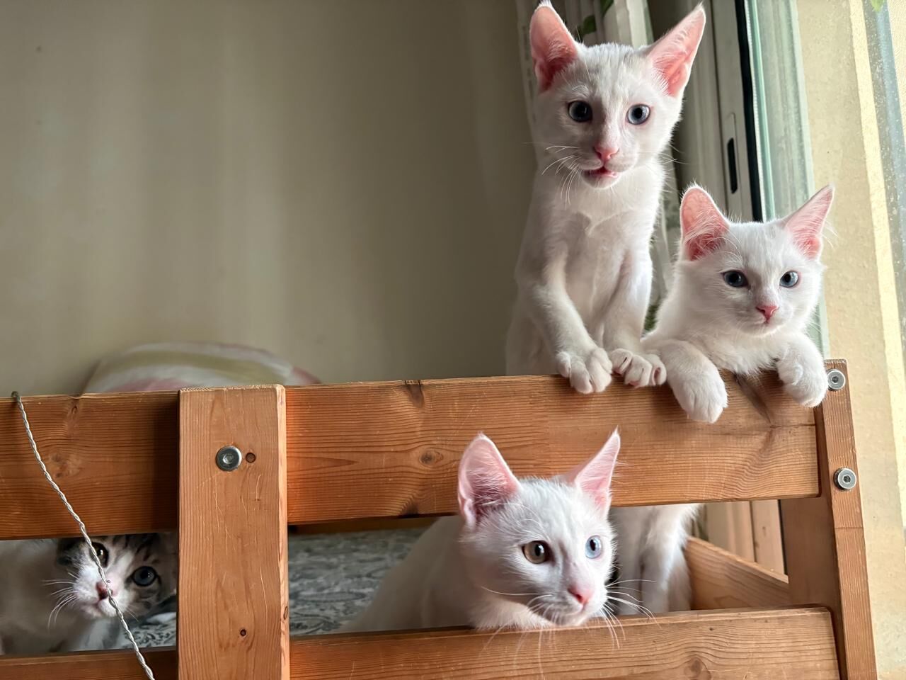 Al Malaz, Pet Adoption, Free Adoption - 4 Vaccinated & Neutered Sibling Kittens
