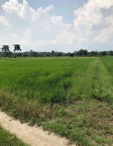 Bangkok, Real Estate For Sale, THB 2500000,  6 BR,  1333 Sq. Feet,  Beautiful Land For Sale On The Rin River, Chiang Mai, Area 3 Rai 1 Ngan 33.4 Sq M.