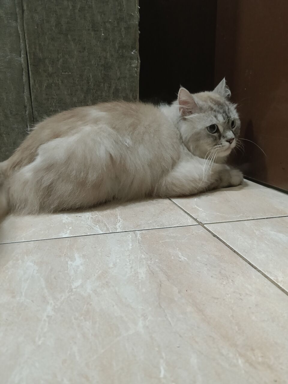 Manama, Pet Adoption, Stray Cat Looking For Home