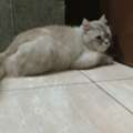Stray Cat Looking For Home