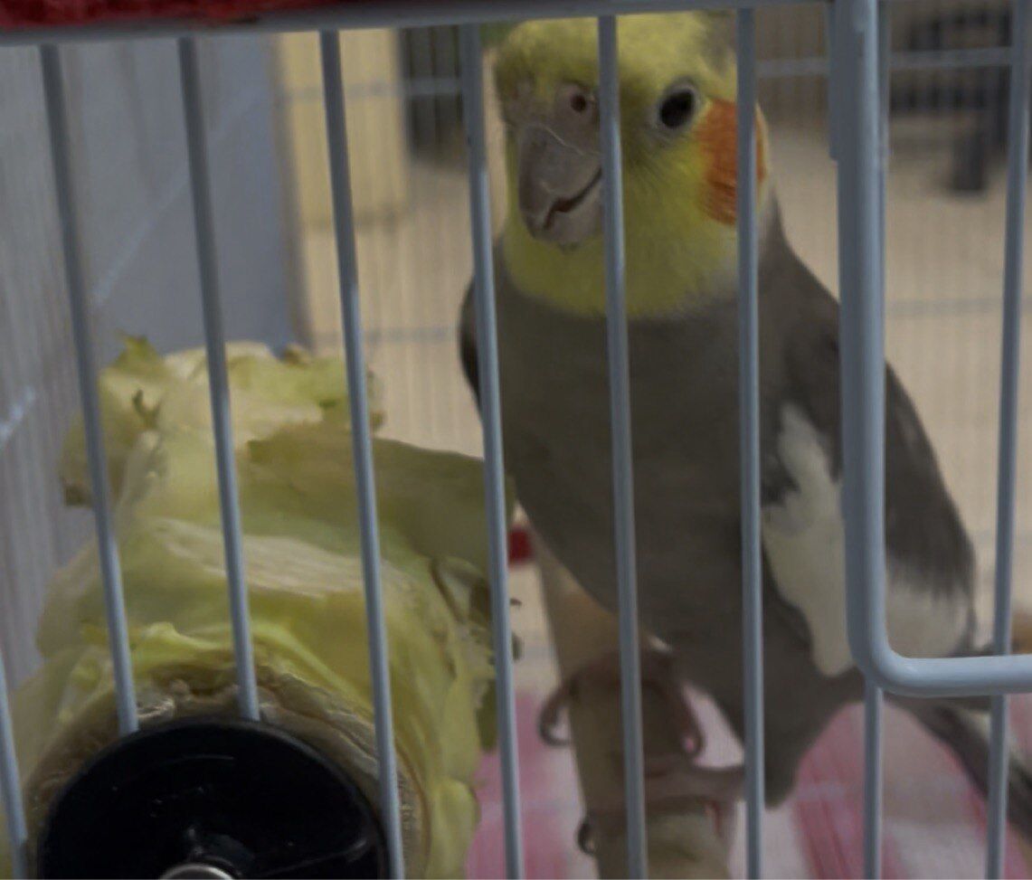 Mushrefah, Pet Supplies, SAR 620,  Selling A Cockatiel; A Pair Of Bonded Budgies, A Single Budgie & A Cage