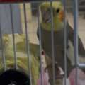 SAR 620,  Selling A Cockatiel; A Pair Of Bonded Budgies, A Single Budgie & A Cage