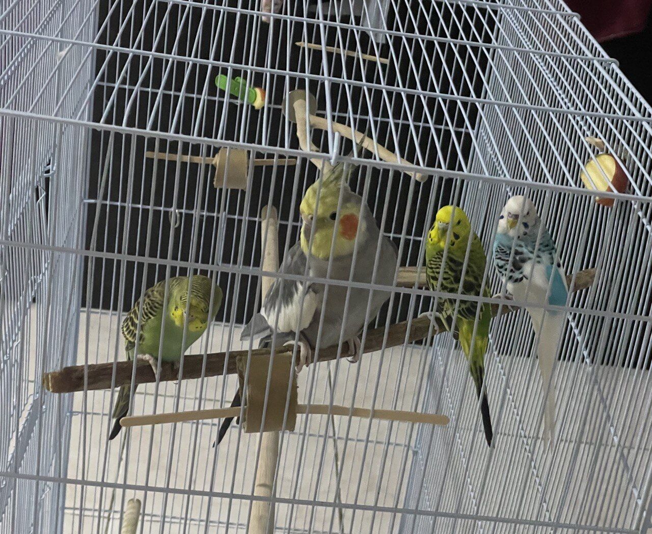 Mushrefah, Pet Supplies, SAR 620,  Selling A Cockatiel; A Pair Of Bonded Budgies, A Single Budgie & A Cage
