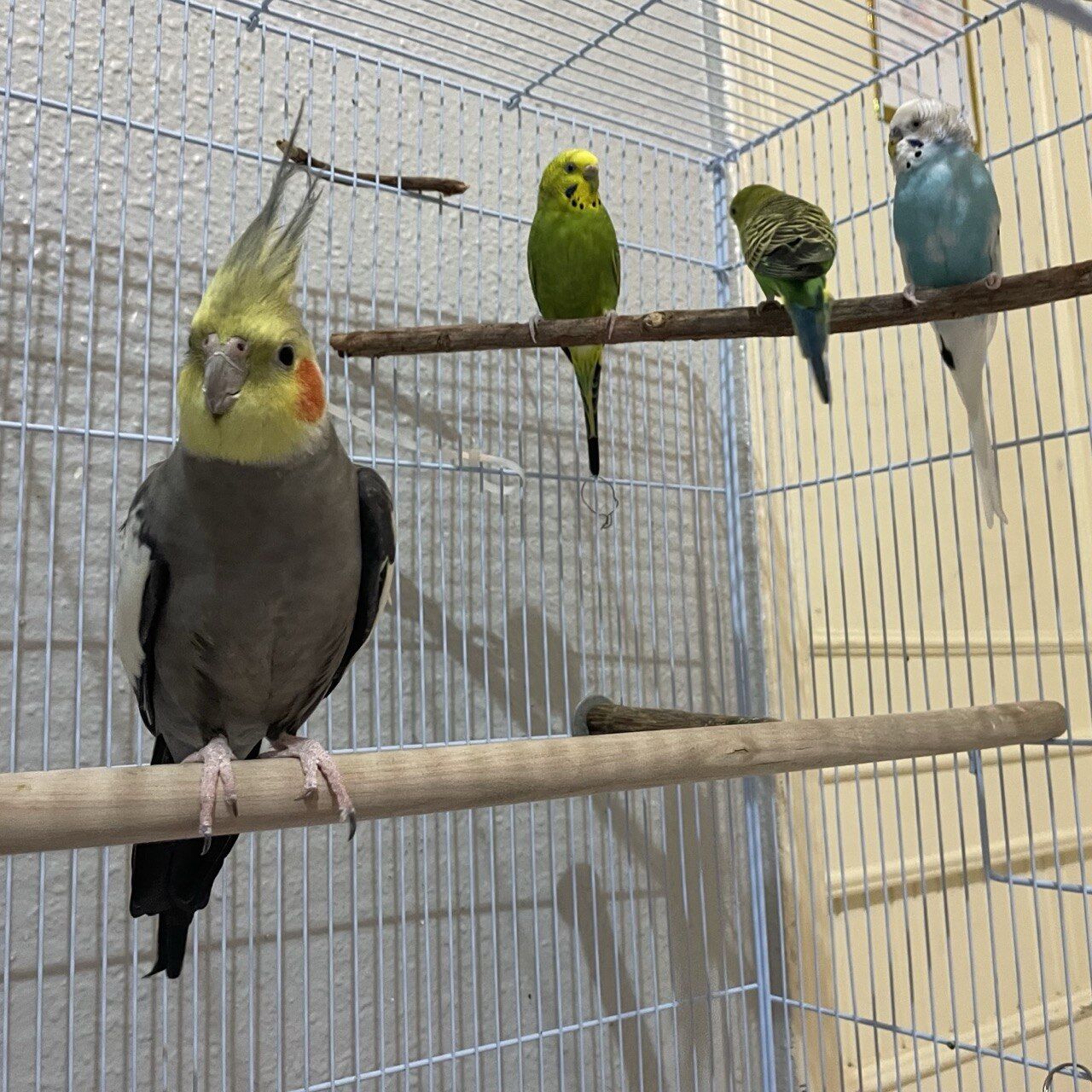Mushrefah, Pet Supplies, SAR 620,  Selling A Cockatiel; A Pair Of Bonded Budgies, A Single Budgie & A Cage