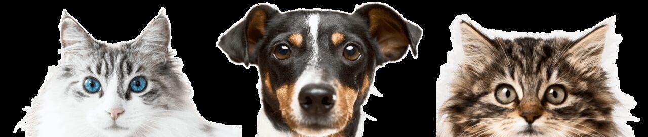 Melbourne, Health, Choose A Vet Clinic Melbourne Pet Owners Trust