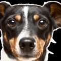 Choose A Vet Clinic Melbourne Pet Owners Trust