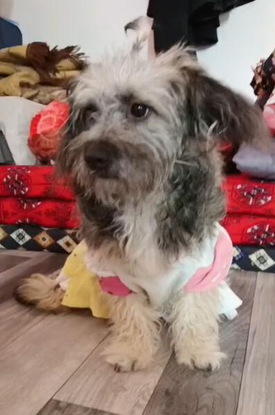Riyadh, Pet Supplies, SAR 500,  Cute & Playful Puppy For Sale