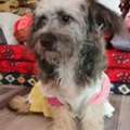 SAR 500,  Cute & Playful Puppy For Sale