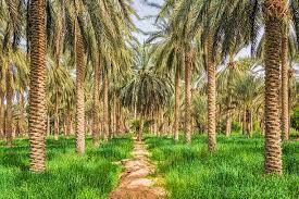 Madinah, Jobs, General Dates (Khajoor) Farm Workers Required &ndash; Madinah