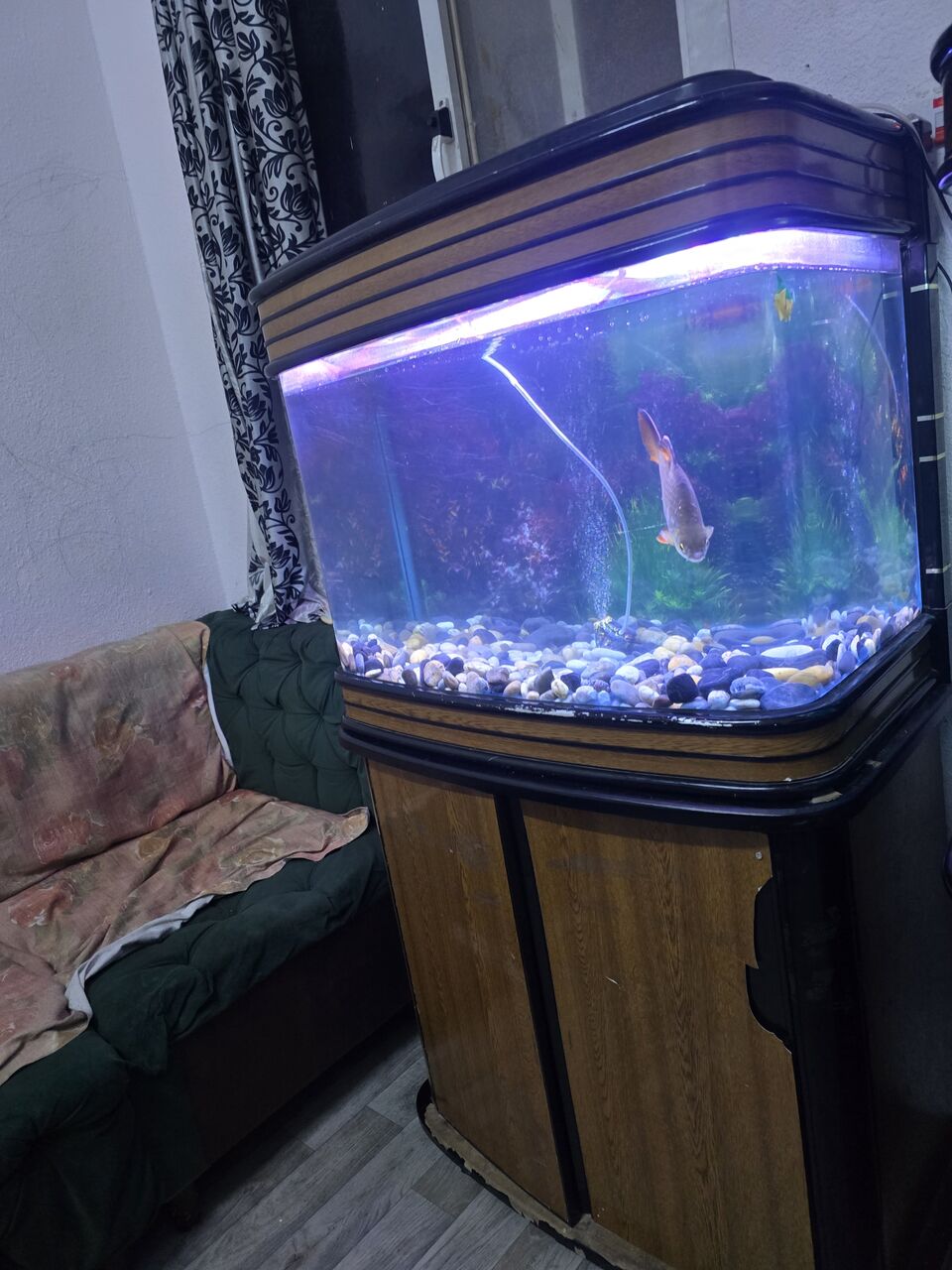 Hara, Pet Supplies, SAR 250,  Aquarium 300