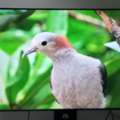 SAR 1100,  Samsung 60 Inch TV Crystal UHD 4K
