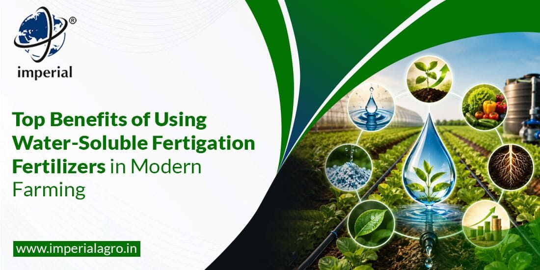 Mumbai, Farm & Garden, INR 01,  Magnesium Thiosulphate For Drip Irrigation | Imperialagro