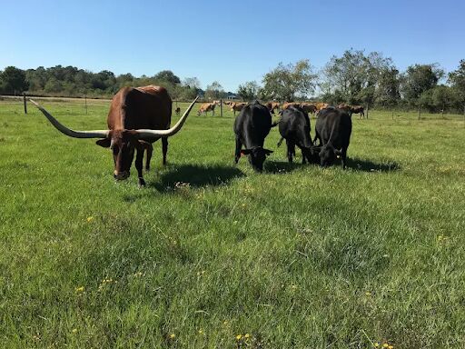 New York, Food Delivery, Save More With A Half Cow Purchase