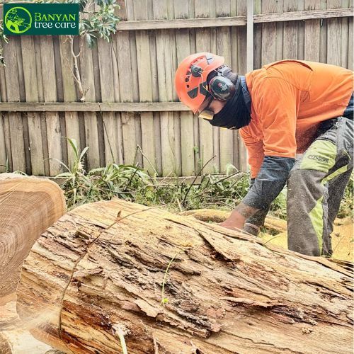 Melbourne, Business, Trusted Arborist In Melbourne Providing Expert Tree Care For Homes & Businesses