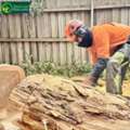 Trusted Arborist In Melbourne Providing Expert Tree Care For Homes & Businesses