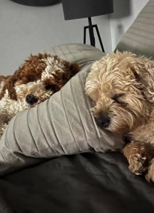 Toronto, Pet Sitting, Dog Daycare Center