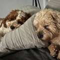 Dog Daycare Center