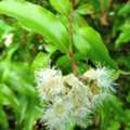 Natural Immune Boosting Essential Oils For Everyday Use