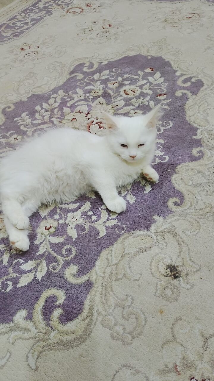 Manama, Pet Supplies, BHD 20,  2 Persian Cat For Sale Cute Naughty Kitty