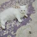 BHD 20,  2 Persian Cat For Sale Cute Naughty Kitty's