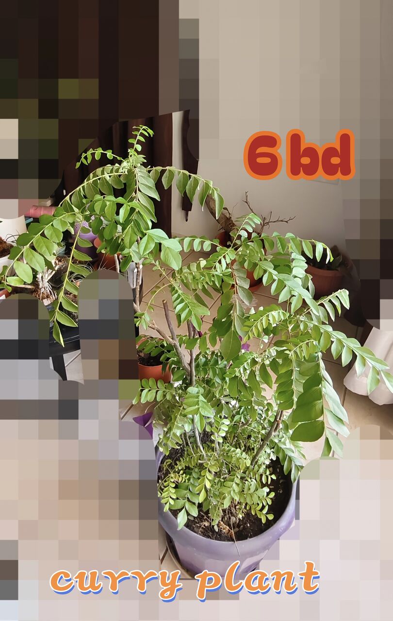 Manama, Farm & Garden, BHD 6,  Healthy, Lush Green Indoor As Well As Outdoor Plants For Sale