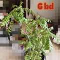 BHD 6,  Healthy, Lush Green Indoor As Well As Outdoor Plants For Sale