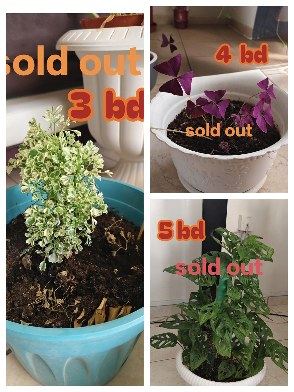 Manama, Farm & Garden, BHD 6,  Healthy, Lush Green Indoor As Well As Outdoor Plants For Sale