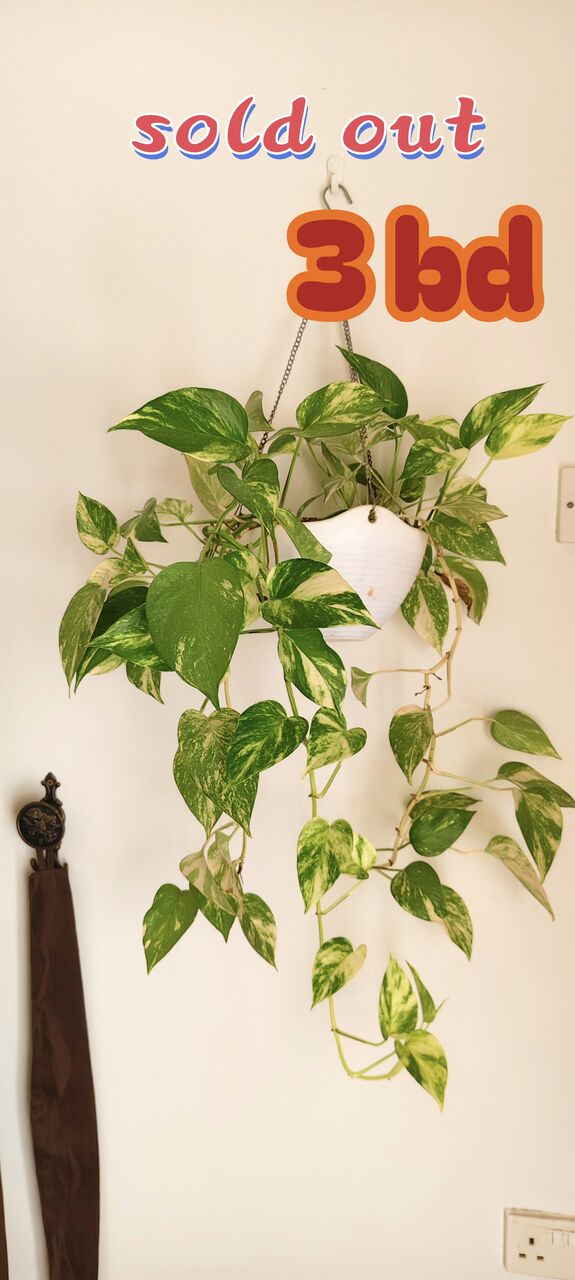 Manama, Farm & Garden, BHD 6,  Healthy, Lush Green Indoor As Well As Outdoor Plants For Sale