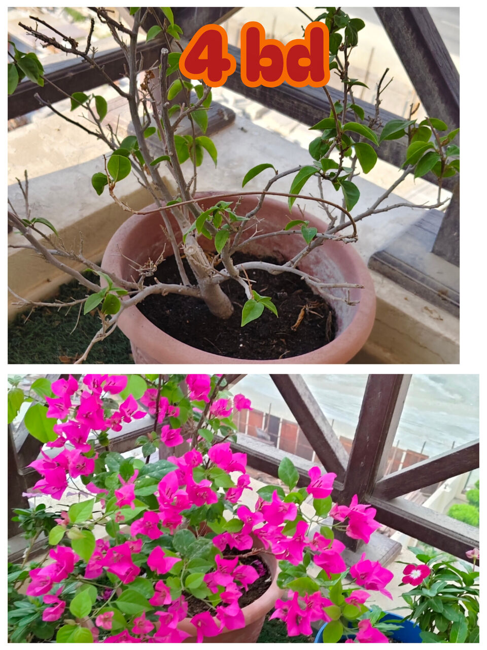 Manama, Farm & Garden, BHD 6,  Healthy, Lush Green Indoor As Well As Outdoor Plants For Sale