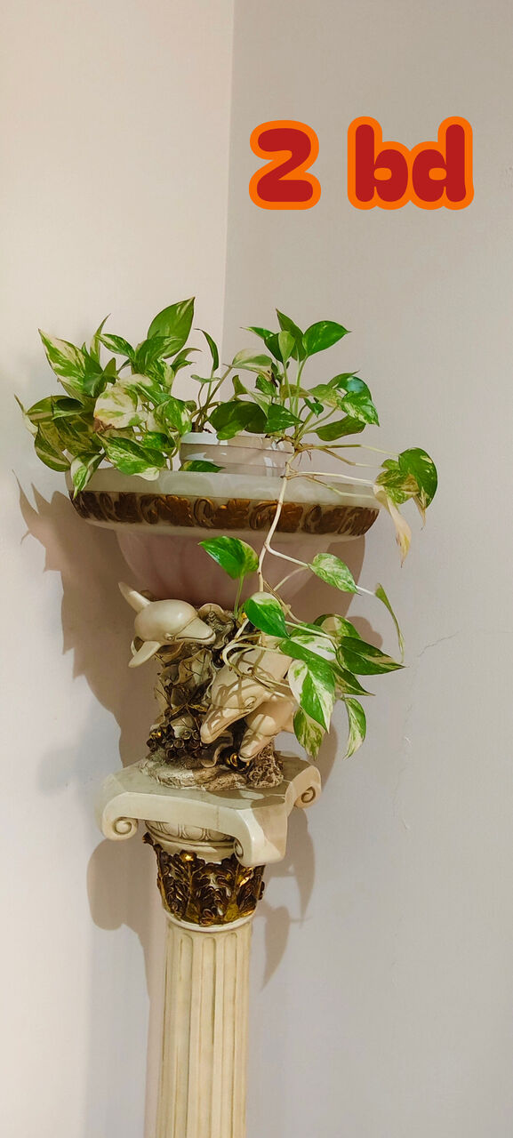 Manama, Farm & Garden, BHD 6,  Healthy, Lush Green Indoor As Well As Outdoor Plants For Sale